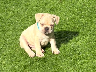 3 French Bulldog puppies in Dublin
