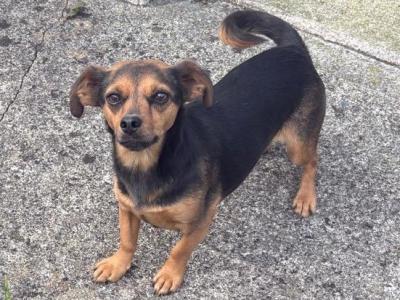 Female Jack Russel x Pugalier 5 years old in Meath