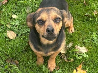 Female Jack Russel x Pugalier 5 years old in Meath