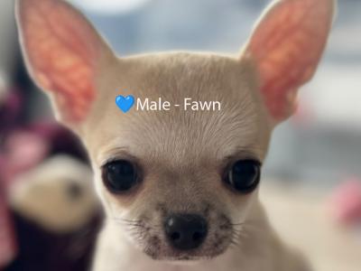 IKC Registered (pending) Pedigree Chihuahua puppies - Beautiful Temperament & Pedigree Heritage