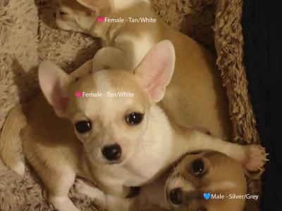 IKC Registered (pending) Pedigree Chihuahua puppies - Beautiful Temperament & Pedigree Heritage