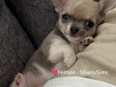 IKC Registered (pending) Pedigree Chihuahua puppies - Beautiful Temperament & Pedigree Heritage