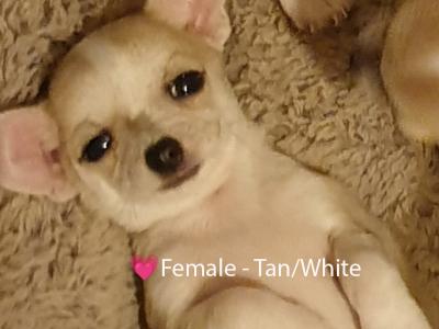 IKC Registered (pending) Pedigree Chihuahua puppies - Beautiful Temperament & Pedigree Heritage