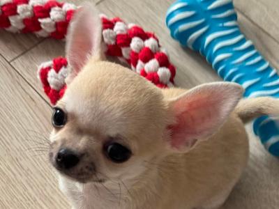 IKC Registered (pending) Pedigree Chihuahua puppies - Beautiful Temperament & Pedigree Heritage