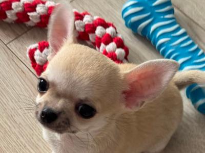 IKC Registered Pedigree Chihuahua puppies in Dublin  - Beautiful Temperament & Pedigree Heritage