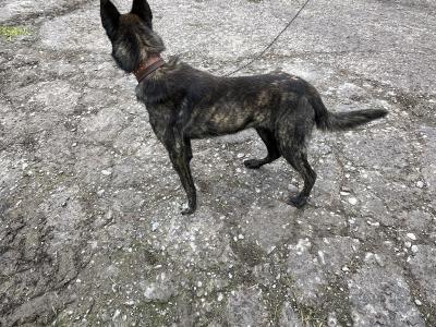 Ted is an IKC Registered male Dutch Shepherd 15 months old in Cork