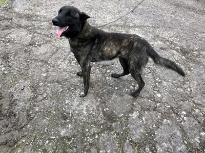 Ted is an IKC Registered male Dutch Shepherd 15 months old in Cork