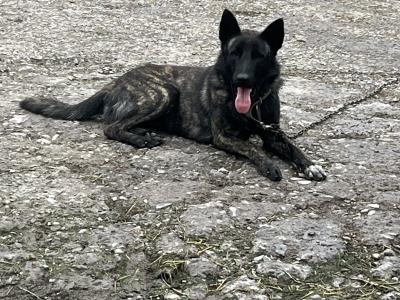 Ted is an IKC Registered male Dutch Shepherd 15 months old in Cork