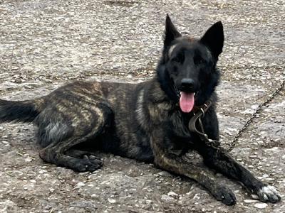 Ted is an IKC Registered male Dutch Shepherd 15 months old in Cork