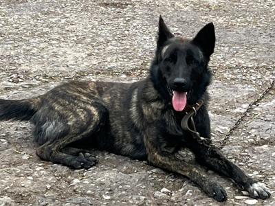 Ted is an IKC Registered male Dutch Shepherd 15 months old in Cork