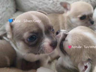 IKC Registered (pending) Pedigree Chihuahua puppies - Beautiful Temperament & Pedigree Heritage