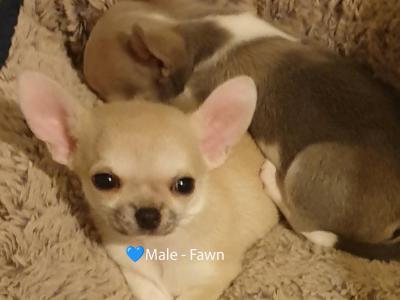 IKC Registered (pending) Pedigree Chihuahua puppies - Beautiful Temperament & Pedigree Heritage