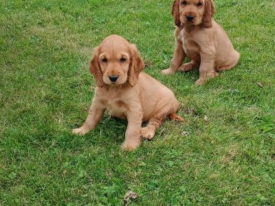 Beautiful Golden Cocker Spaniel puppies for sale in Kilkenny