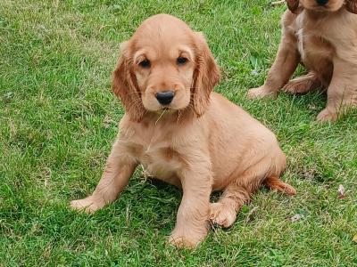 Beautiful Golden Cocker Spaniel puppies for sale in Kilkenny