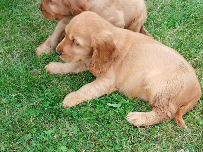 Beautiful Golden Cocker Spaniel puppies for sale in Kilkenny