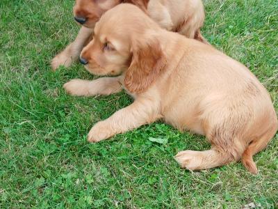 Beautiful Golden Cocker Spaniel puppies for sale in Kilkenny