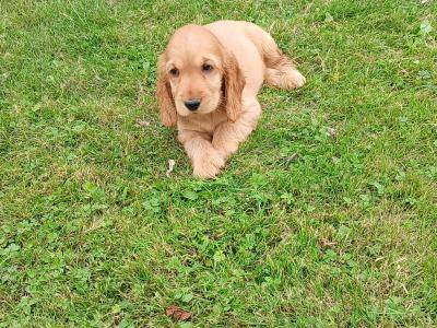 Beautiful Golden Cocker Spaniel puppies for sale in Kilkenny