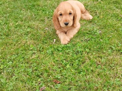 Beautiful Golden Cocker Spaniel puppies for sale in Kilkenny