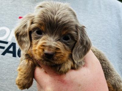 2 Fabulous Longcoat Isabella/Tan male Dachshund puppies in Westmeath