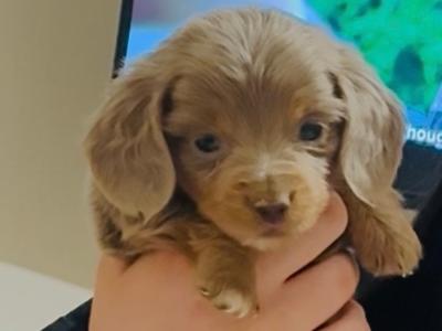 1 Fabulous Longcoat Isabella/Tan male Dachshund puppy left in Westmeath