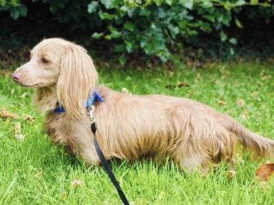 2 Fabulous Longcoat Isabella/Tan Dachshund Boys