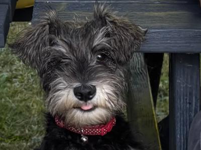 Schnauzer Cork