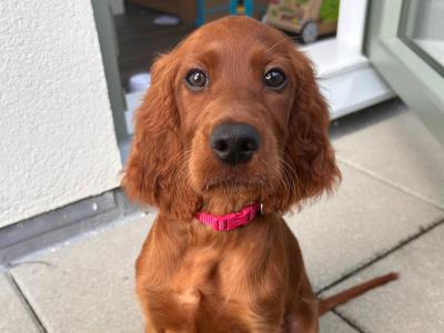 Irish Red Setter Puppy
