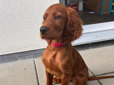 Irish Red Setter Puppy