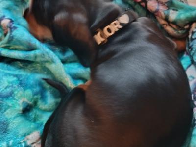 Igor the Intelligent Strong Daschund male