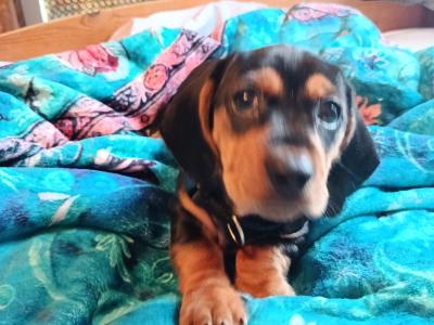 Igor the Intelligent Strong Daschund male