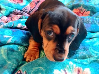 Igor the Intelligent Strong Daschund male