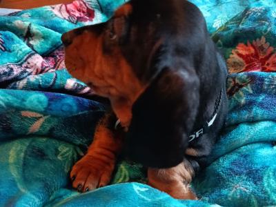 Igor the Intelligent Strong Daschund male
