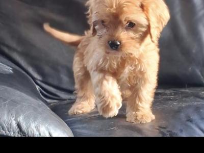 Cavachons
