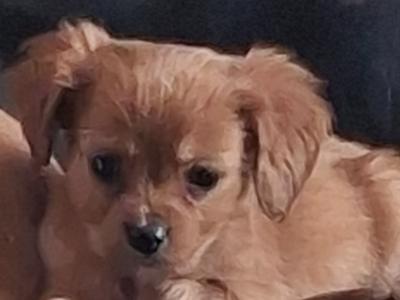 Cavachons