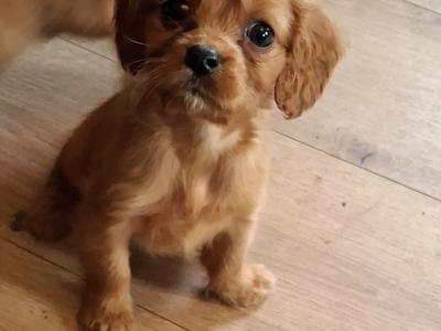 Cavachons