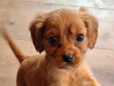 Cavachon puppies in Mayo
