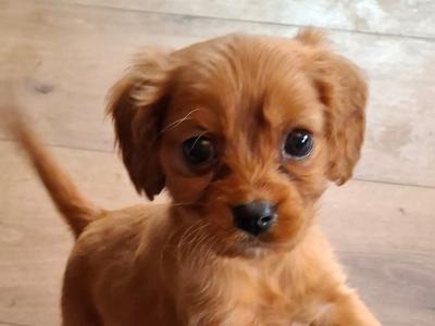Cavachon puppies in Mayo