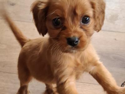 Cavachons