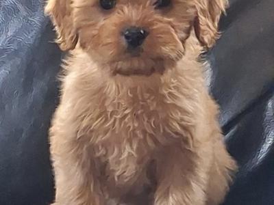 Cavachons
