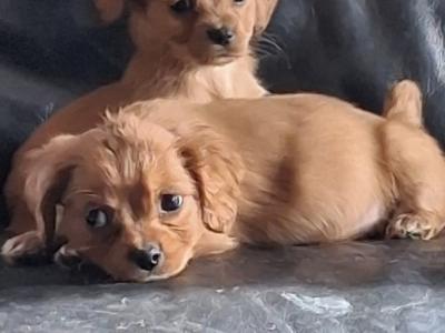 Cavachons