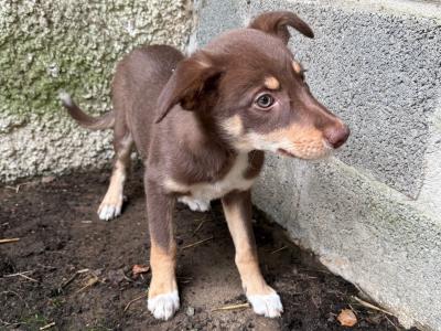 Gorgeous male Border Collie puppy in Wexford