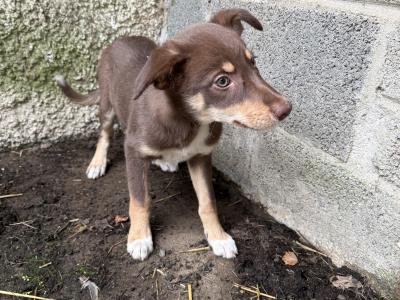 Gorgeous Collie pup male