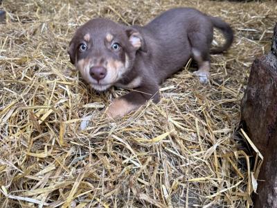 Gorgeous Collie pup male