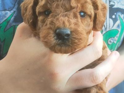 Poochon puppies in Galway
