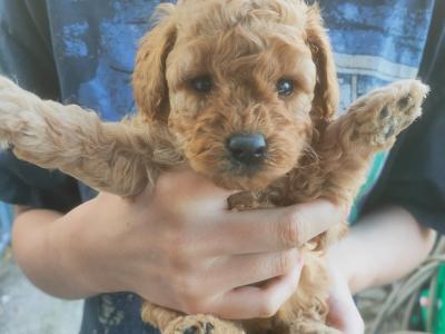 Poochon puppies in Galway