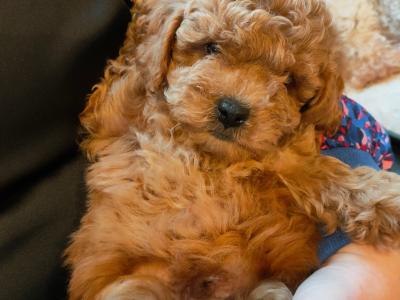 Poochon puppies in Galway