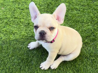 3 French Bulldog puppies in Dublin