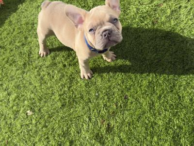 3 French Bulldog puppies in Dublin