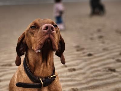 Flint is an IKC Registered male Hungarian Vizsla 4 years old in Carlow