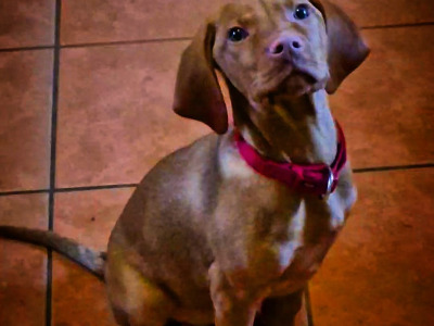 Flint is an IKC Registered male Hungarian Vizsla 4 years old in Carlow